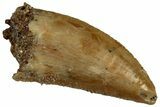 Serrated Raptor Tooth - Real Dinosaur Tooth #300929-1